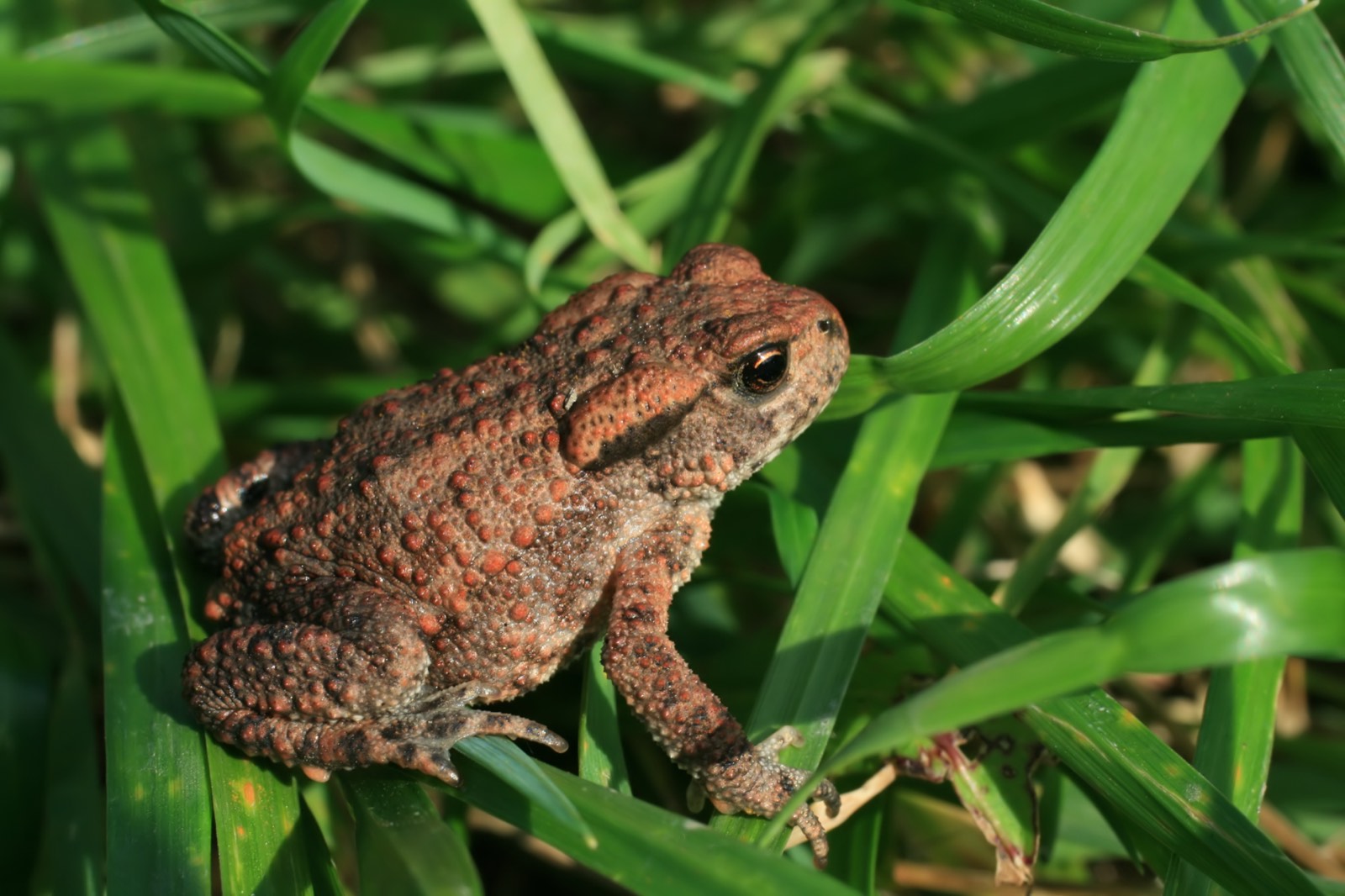 Rupikonna ruohikossa, Bufo bufo