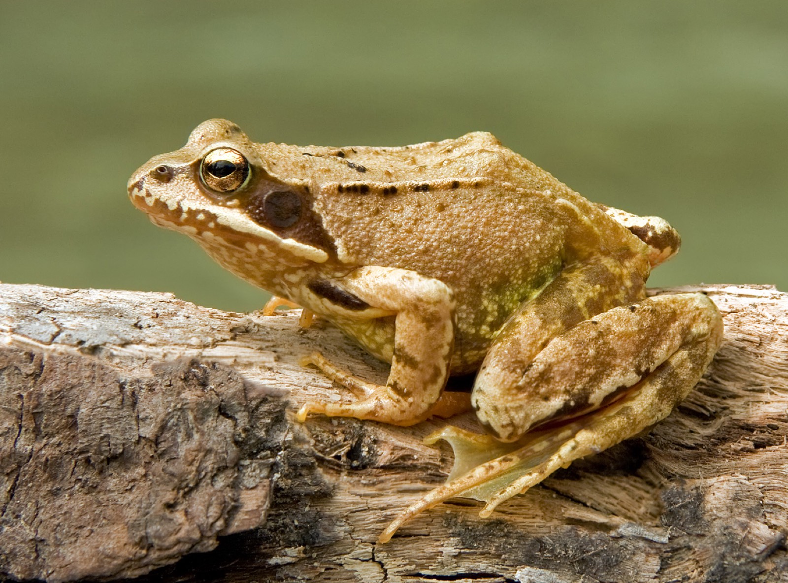 Ruskosammakko, Rana temporaria
