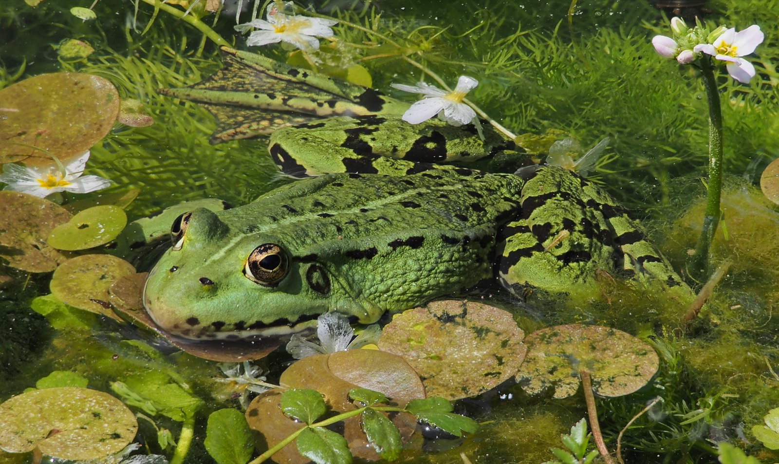 Vihersammakko vedessä, Pelophylax esculentus